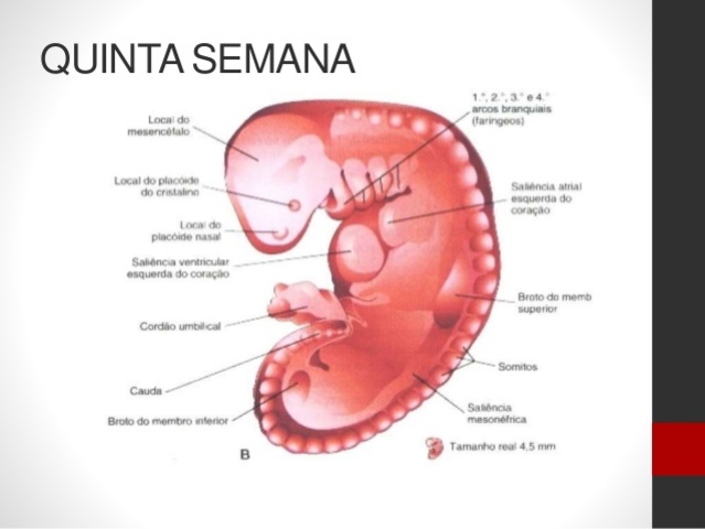 5° Semana (28-30 Días)