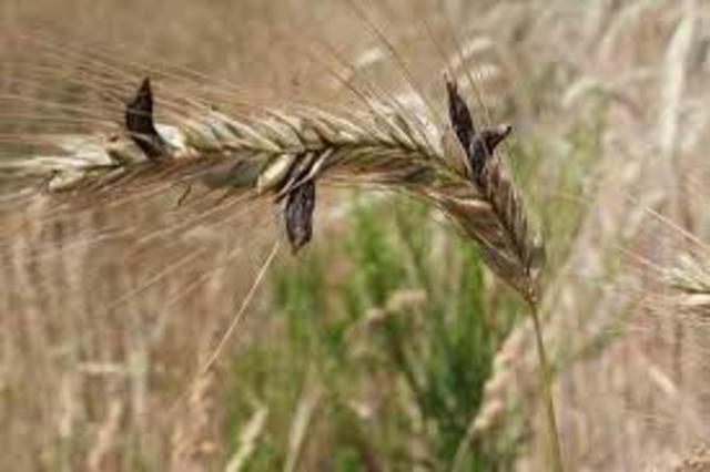 CORNEZUELO DEL CENTENO  ( Claviceps purpurea )