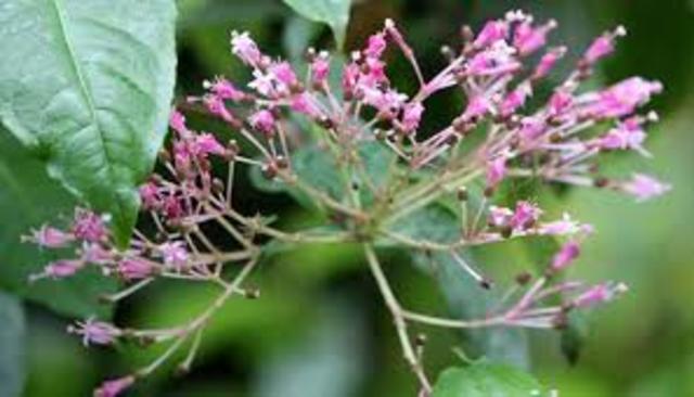 ¿Que es la quinina?