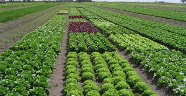 Crearon la agricultura