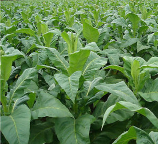 Tobacco
