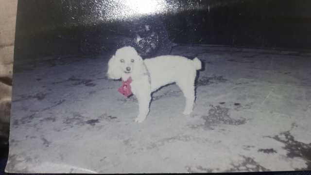 MI PRIMER MASCOTA