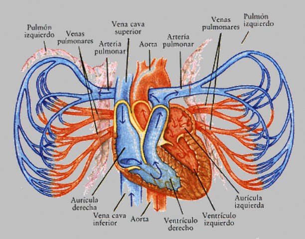Pulmones de Malpighi