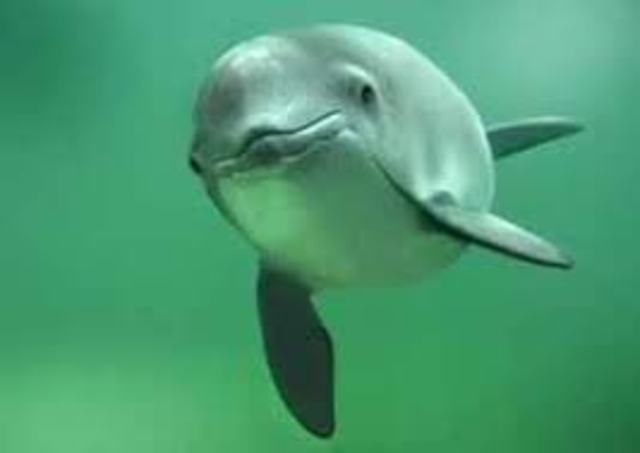 Tyson descubre que la marsopa es un mamífero