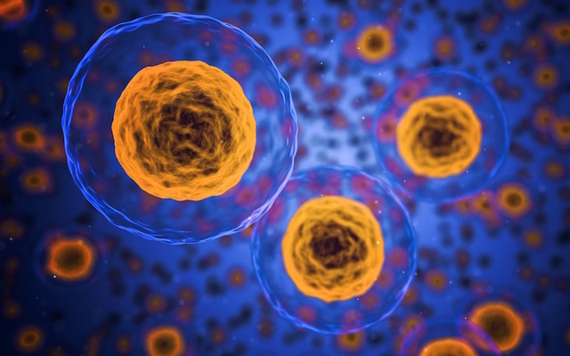 Malpighi lo confirma