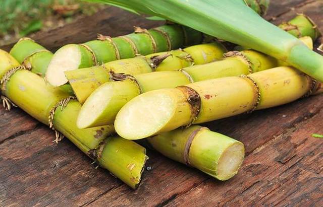 Sugar Cane
