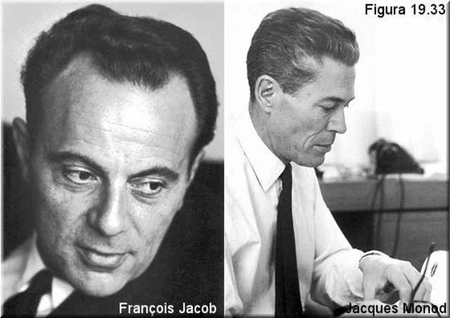 Jacques l. monad y Francois jocob