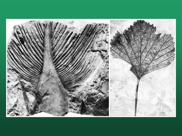 130 millones de años Primeras flores