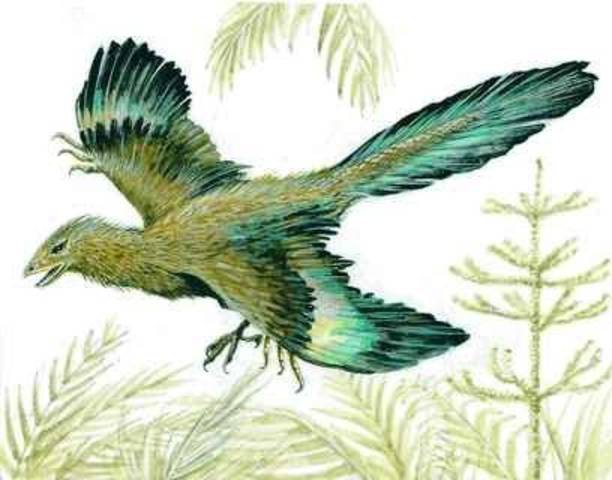145 millones de años Primeras aves