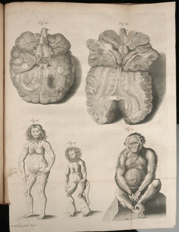 Orang-Outang, sive Homo Sylvestris