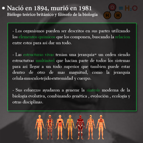 Joseph Henry Woodger