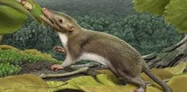 65 millones de años Primer mamífero