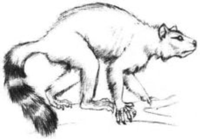 55 millones de años