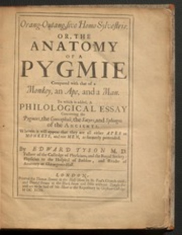 Anatomía de una marsopa