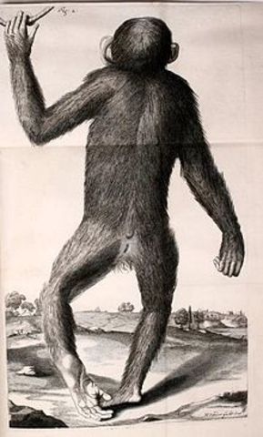 OrangOutang, sive Homo Sylvestris: or the Anatomy of a Pygmie Compared with that of a Monkey, an Ape, anda Man