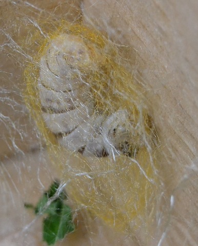 Estudio embriologico