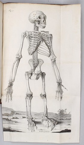 Orang-Outang, sive Homo Sylvestris