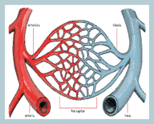 Descubrimientos (Malpighi)