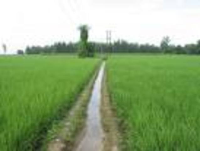 Beginning of the Green Revolution