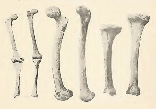 Precedentes de los ordenadores
