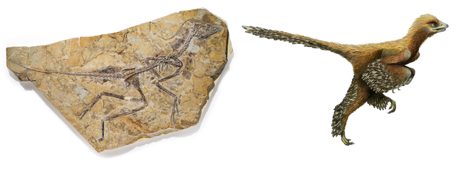 First birds on earth