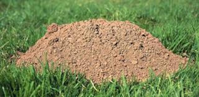 Dominika's Encounter with Dysentery