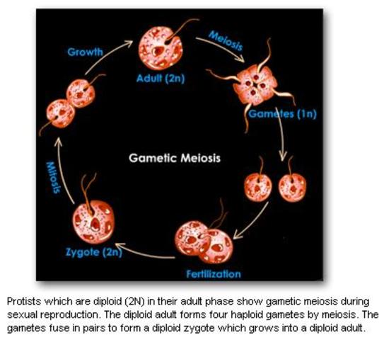 The first sexual reproduction