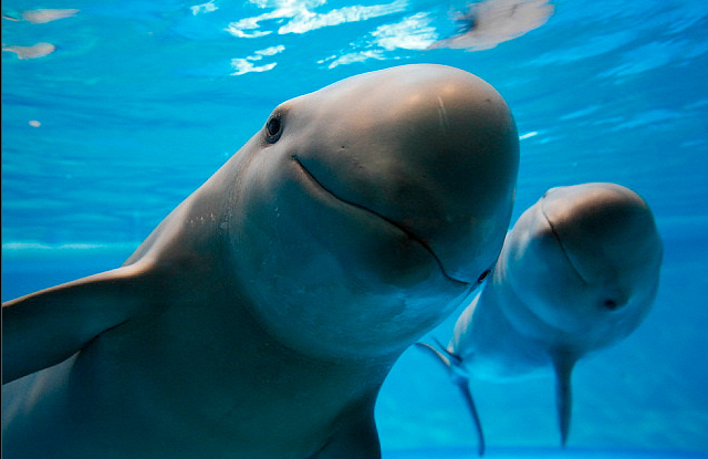 venden a tyson una Marsopa - hizo la diseccion de un pez