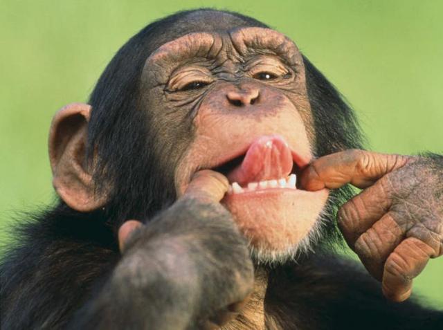 comenzó a estudiar el comportamiento del chimpancé