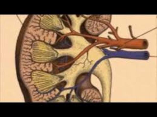 La Histología de Malpighi