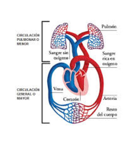 Los trabajos de Malphigi con respecto a la circulación de la sangre