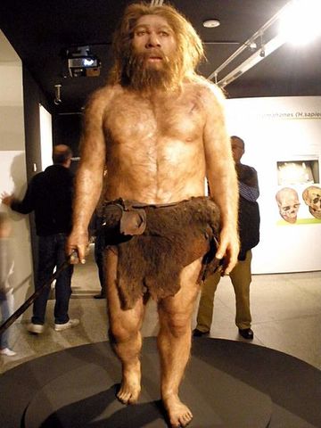 HOMO SAPIENS NEANDERTALENSIS