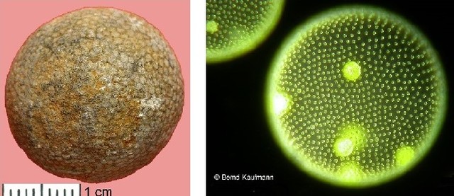 Mitmerakuliste organismide teke