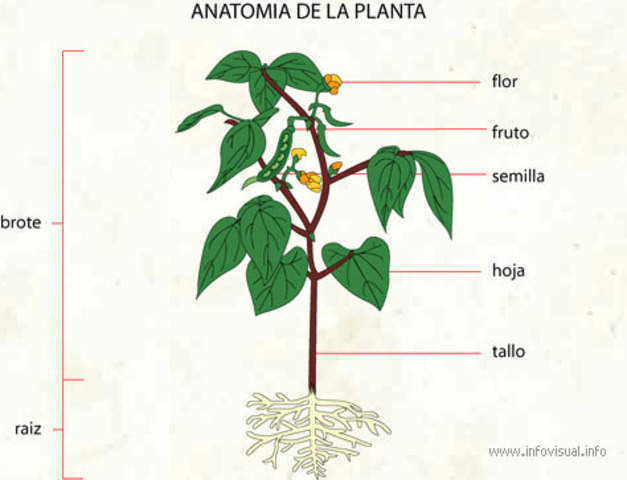 Anatomía de las Plantas