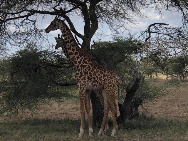 First giraffe