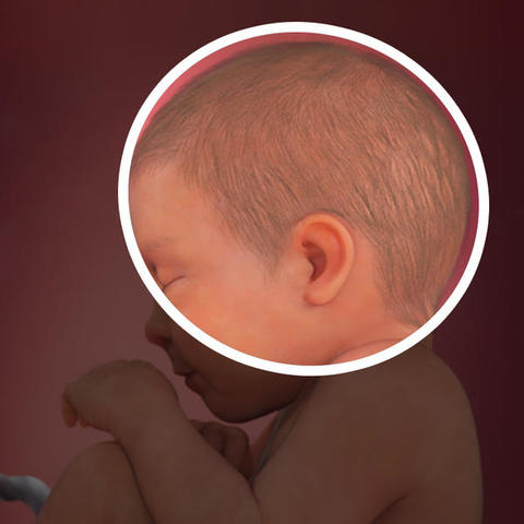 24 semanas del embarazo