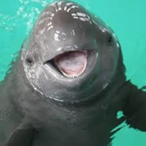Tyson descubre que las marsopas son mamíferos.
