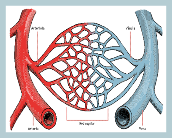Marcello M.Red de capilares pulmonares.