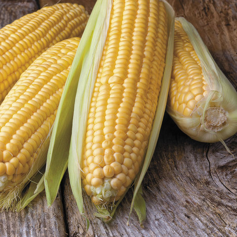Hybrid Corn