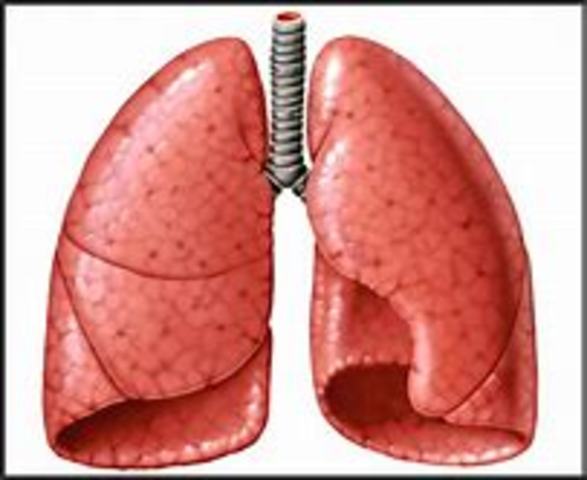Marcello M."Tratado de Pulmonibus"