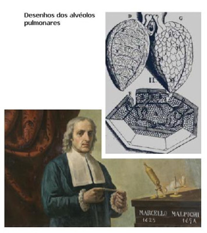 Malpighi descubre la red de capilares.