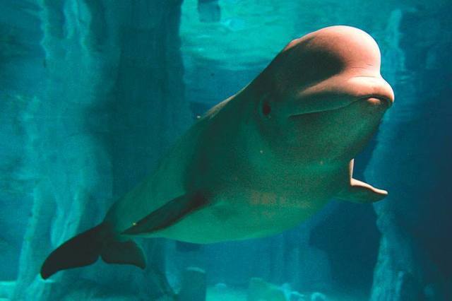 Publicación de “Anatomía de una Marsopa”