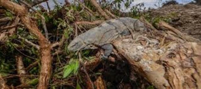 INTERVIENE LA COMISION NACIONAL DE DERECHOS HUMANOS