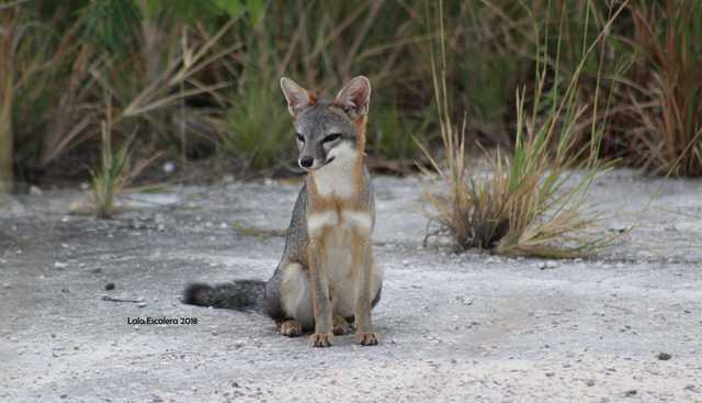 EL DERECHO A CONSERVAR LA FLORA Y LA FAUNA DE LA REGIÓN