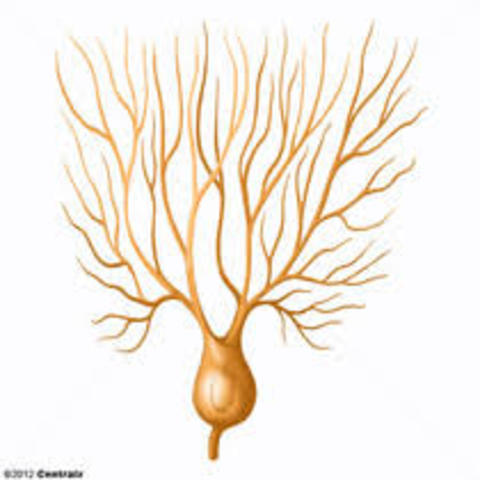 Células de Purkinje