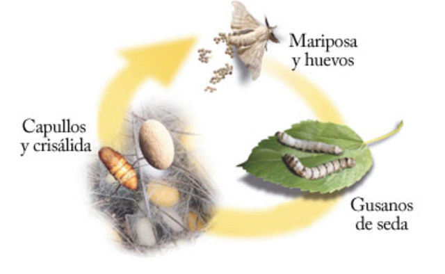 Diss. Epit. De Bombice,