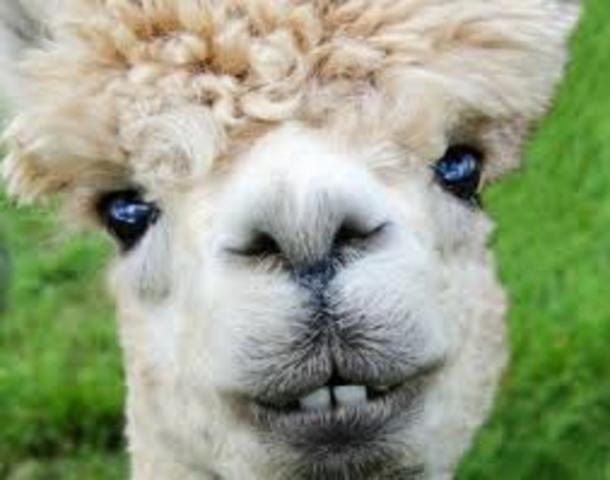 What adaptations do alpacas have?