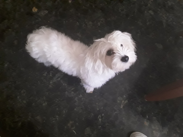 VAIG TENIR UNA GOSSA