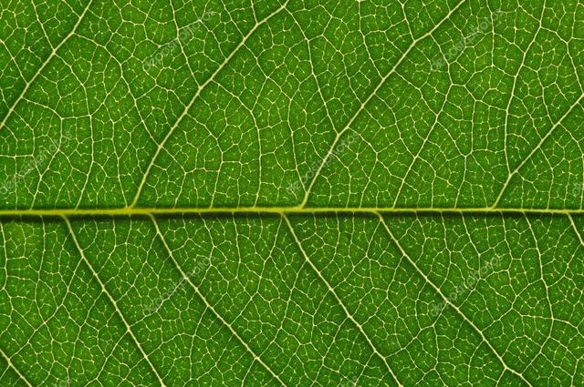 Células en tejidos vegetales.