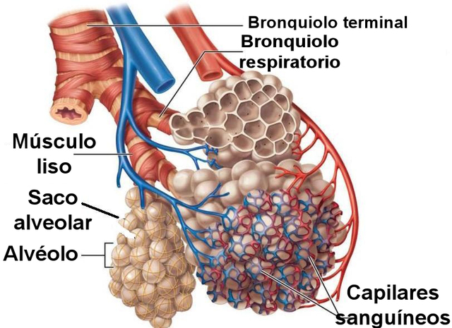 La red pulmonar.